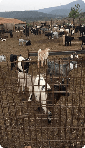 Nigerian Small Ruminants - Goats and Sheep
